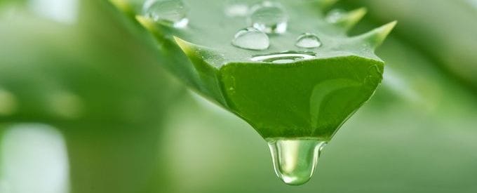 aloe vera jus