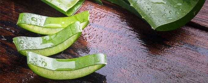 aloe vera morceaux feuilles