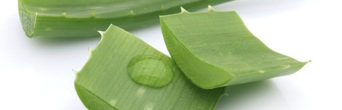 aloe vera morceaux