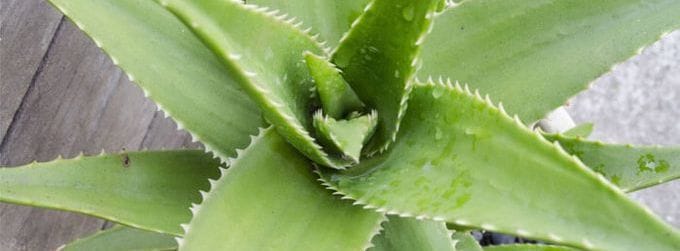 aloe vera plante
