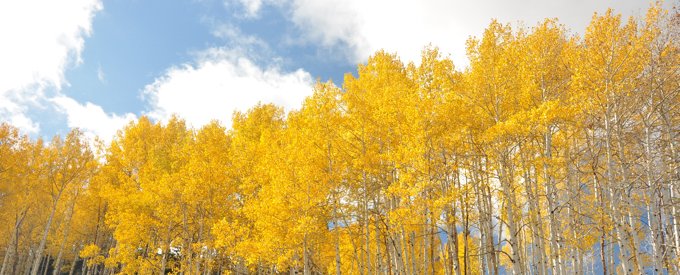 comment traiter allergie foret