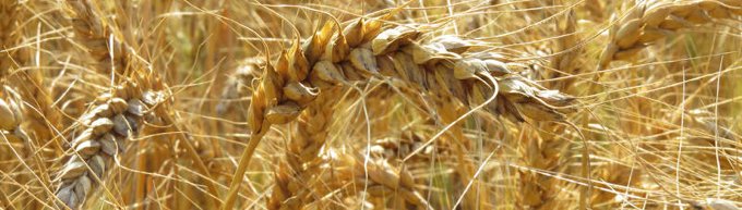 gluten cereale