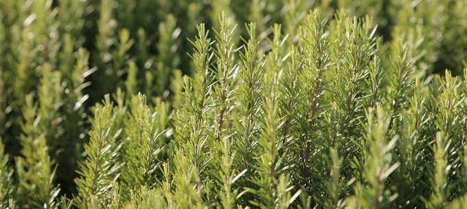 huiles essentielles romarin