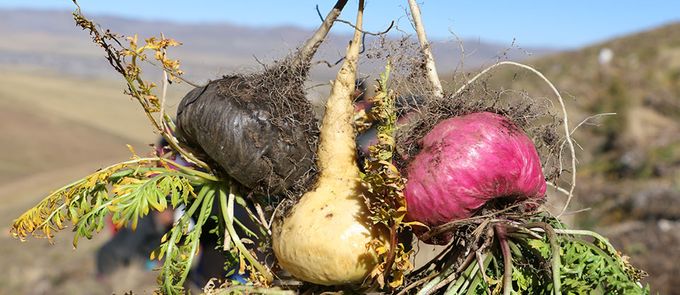maca les 3 types de couleur