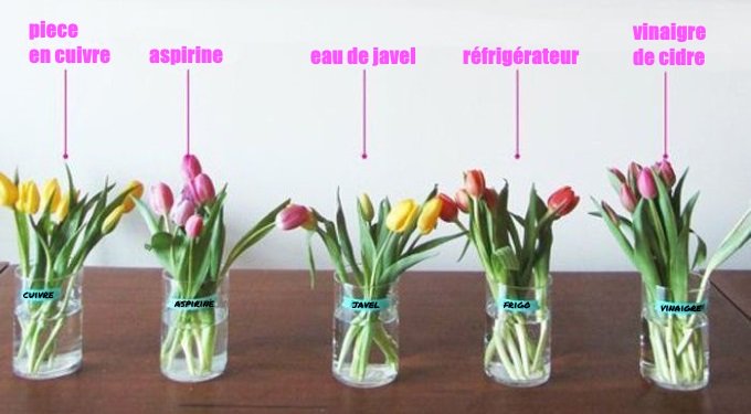 methodes pour garder fleurs fraiches