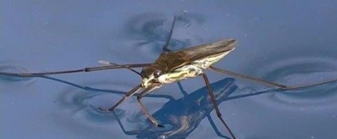 moustique eau