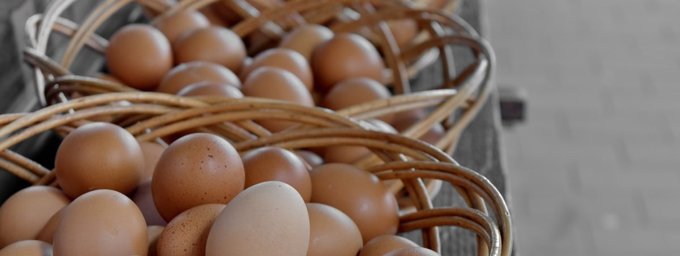 oeuf cru panier