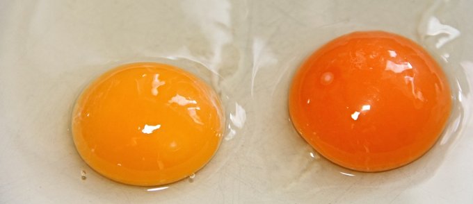 oeuf cru plat