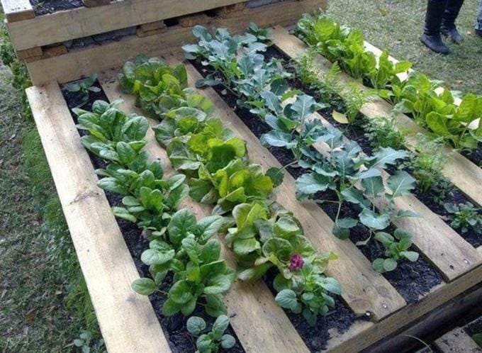 palette potager