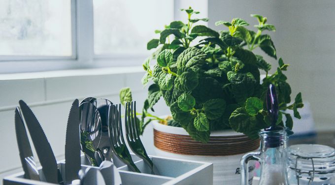 plante fenetre cuisine