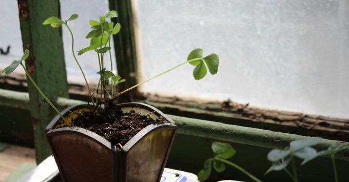 plante lumiere