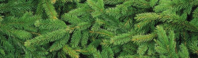 sapin de noel vert
