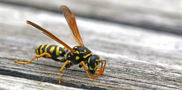 wd40 empecher nid abeille