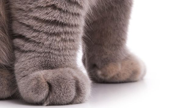 wd40 enlever tache patte de chat