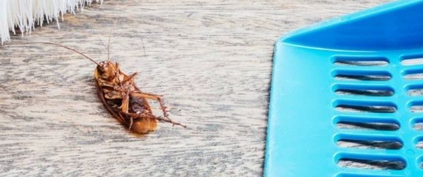 wd40 tue insectes